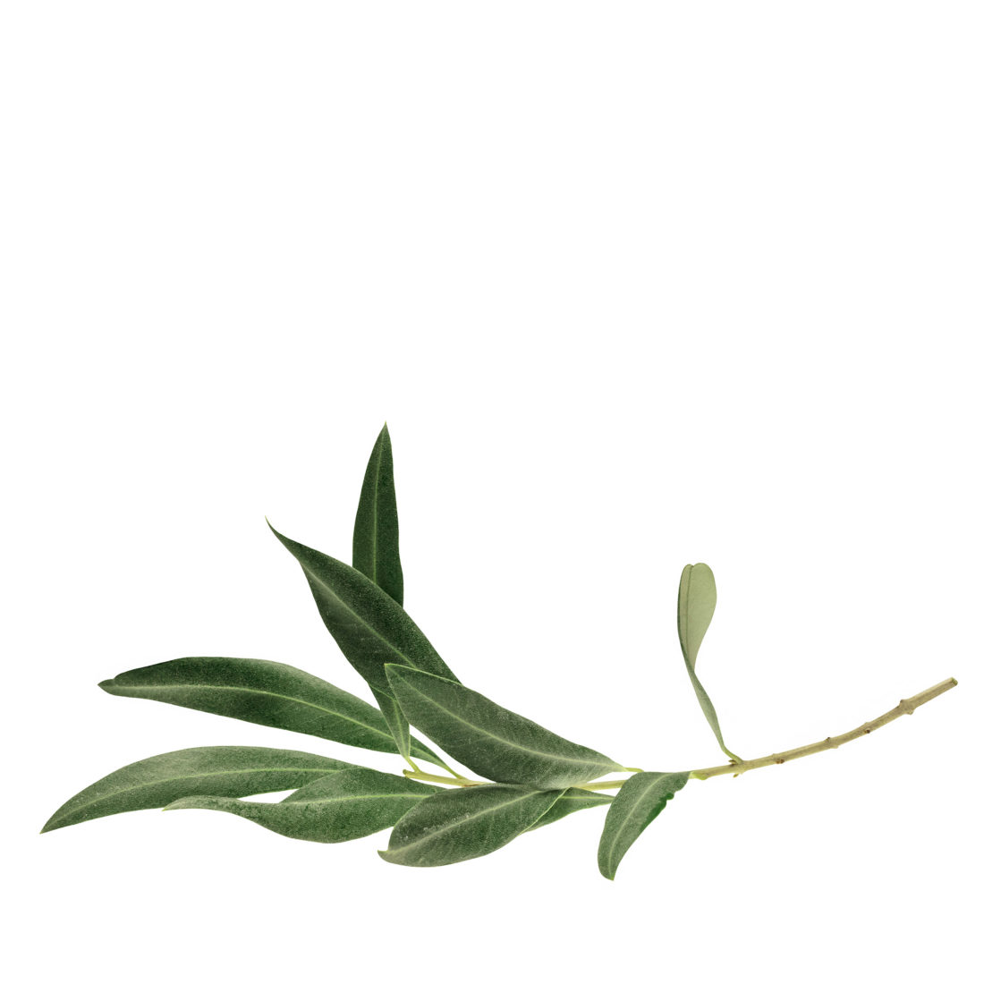 Speisekarte - Trattoria Gallo Nero : Düsseldorf