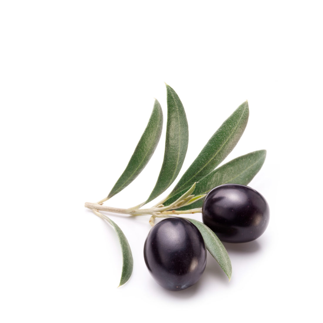 Speisekarte - Trattoria Gallo Nero : Düsseldorf